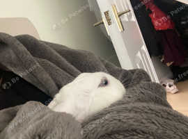 5 months old Male Rabbit