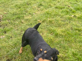 Beautiful female rottweiler