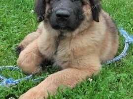 LeonBerger