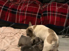 Fluffy French bulldogs