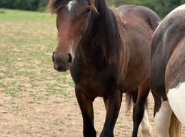 Bay yearling hunter
