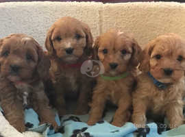 Cavalier x toy poodle puppies