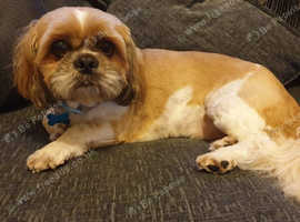 Male shih tzu