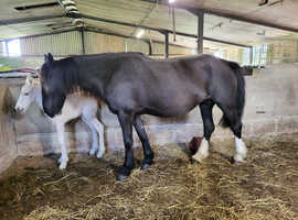 14.1hh Cob x 4 Year Old Mare