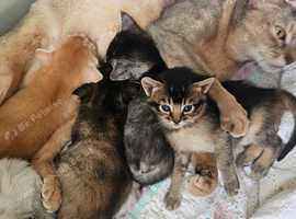 Abyssinian x Bengal Kittens for Sale