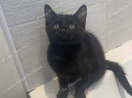 Ready!! 2 Black fluffy kittens