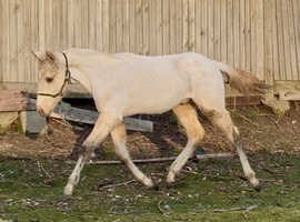 AQHA x Appaloosa palomino spotted colt