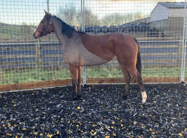 4 year old filly for sale