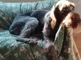 Male ten month old Pointer