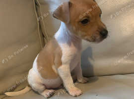 Jack russells