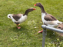 2 female Geese for sale
