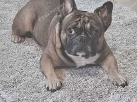 Male french bulldog 4 yr old