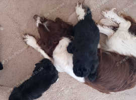 Cockapoo puppies