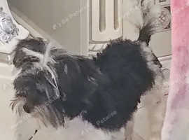 Biewer terrier