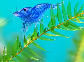 Blue dream shrimp