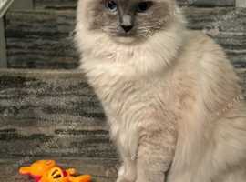 Rag doll cat