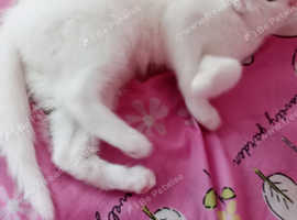 PRICE REDUCED RARE BREED Turkish Angora/ Ragdoll