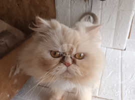 2 Persian cat's for sale