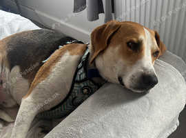Beagle cross