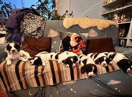 KC Registered English Springer Spaniel Puppies