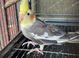 Year old cockatiel