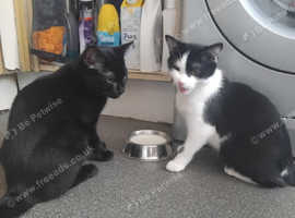 X2 5mnt males (young kittens)