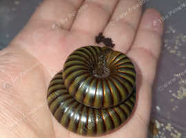 Various insects for sale