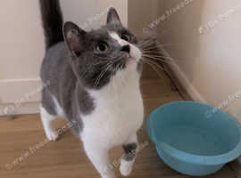 2 cats for rehoming