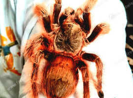 Tarantula Female Nhandu tripepii (Brazilian Giant Blonde) in Exo-Terra in Norwich