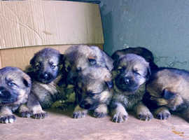 German Shepherd puppies ready 17.05.24