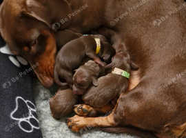 Daschunds ready to go in 6 weeks