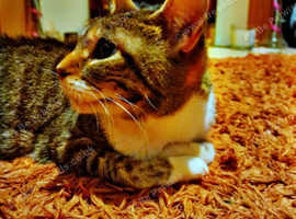 Female bengal cat