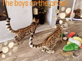 F3 KIWANGA PEDIGREE SAVANNAH KITTENS