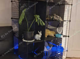 2x Alibino ferrets with cage