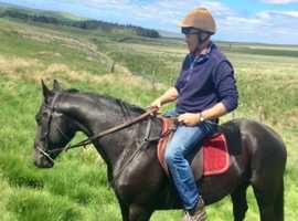 9year old 14.2 gelding, ride and drive, Zorro.