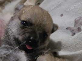 Chihuahua puppy cross