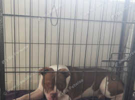 American bully