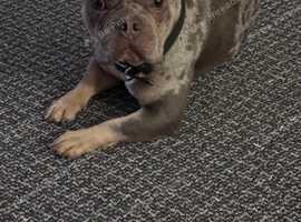 French bulldog for rehoming