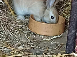 Beautiful mini rex