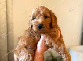Miniature Deep Red Goldendoodle Puppies