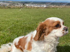 Lovely KC CKCS girl - Blenheim for sale