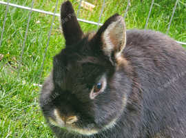 Netherland dwarf free to good home