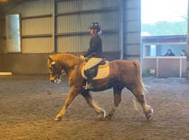Quality Section C Gelding