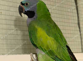 Stunning young darbyan parrot
