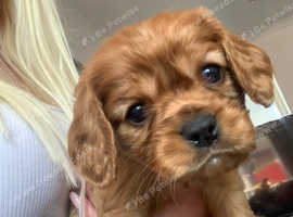 Cavalier King Charles spaniel puppies for sale