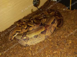 Boa constrictor male snake
