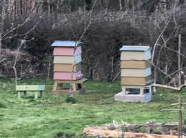 2 wbc hives and a nuc of bees, new queen. Plus bee suits and all extras.