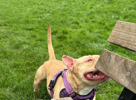 American Pocket Bully