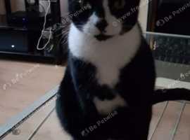 Missing cat Seymour Street area