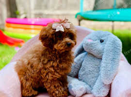 Asian Teacup Poodle (Chineese) VERY small